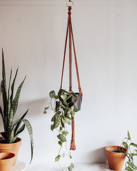 Basic Macrame Plant Hanger