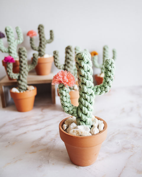 Macrame Potted Cactus