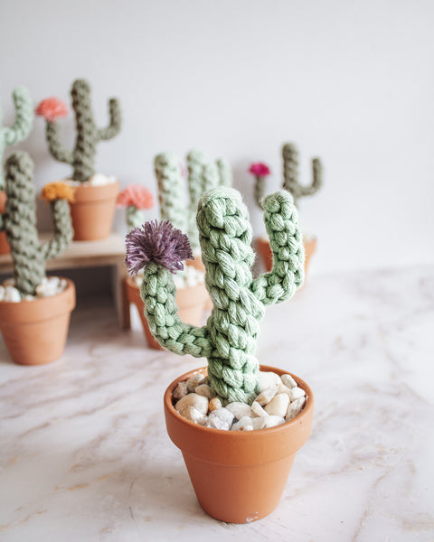 Macrame Potted Cactus