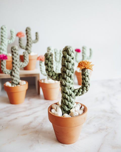 Macrame Potted Cactus