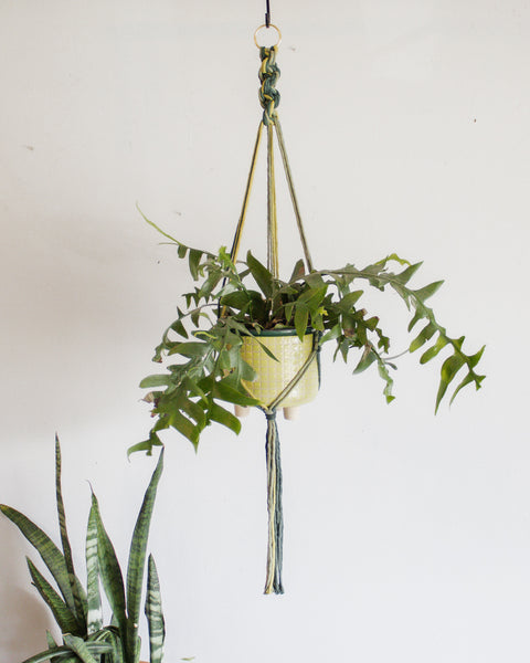 Chunky Twist Plant Hanger - Multicolor