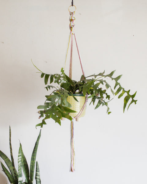 Chunky Twist Plant Hanger - Multicolor