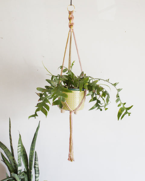 Chunky Twist Plant Hanger - Multicolor