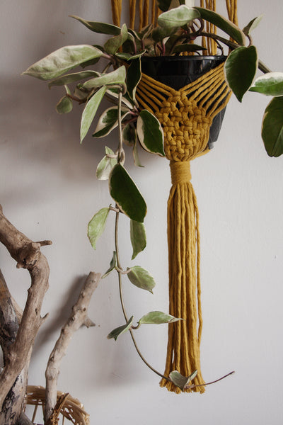 Mustard Wall Plant Hanger